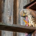 Turmfalke (Falco tinnunculus) Männchen