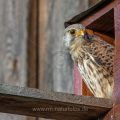 Turmfalke (Falco tinnunculus) Männchen
