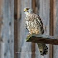 Turmfalke (Falco tinnunculus) Männchen