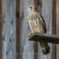 Turmfalke (Falco tinnunculus) Männchen