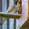 Turmfalke (Falco tinnunculus) Weibchen am Nistkasten