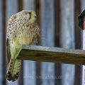 Turmfalke (Falco tinnunculus) Weibchen am Nistkasten