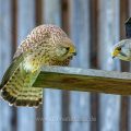 Turmfalke (Falco tinnunculus) Männchen und Weibchen am Nistkasten