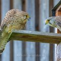 Turmfalke (Falco tinnunculus) Männchen und Weibchen am Nistkasten