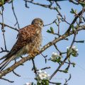 Turmfalke (Falco tinnunculus) Männchen