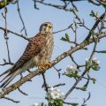 Turmfalke (Falco tinnunculus) Männchen