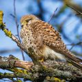 Turmfalke (Falco tinnunculus) Weibchen