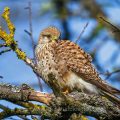 Turmfalke (Falco tinnunculus) Weibchen