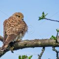 Turmfalke (Falco tinnunculus) Weibchen
