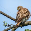 Turmfalke (Falco tinnunculus) Weibchen