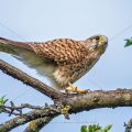 Turmfalke (Falco tinnunculus) Weibchen