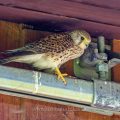 Turmfalke (Falco tinnunculus) Weibchen