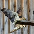 Turmfalke (Falco tinnunculus) Weibchen landet am Nistkasten