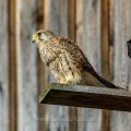Turmfalke (Falco tinnunculus) Weibchen am Nistkasten