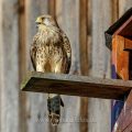Turmfalke (Falco tinnunculus) Weibchen am Nistkasten