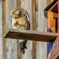 Turmfalke (Falco tinnunculus) Weibchen am Nistkasten