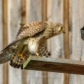 Turmfalke (Falco tinnunculus) Weibchen am Nistkasten