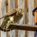 Turmfalke (Falco tinnunculus) Weibchen am Nistkasten