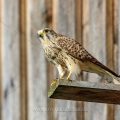 Turmfalke (Falco tinnunculus) Männchen am Nistkasten