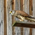 Turmfalke (Falco tinnunculus) Männchen