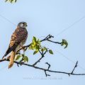 Turmfalke (Falco tinnunculus) Männchen