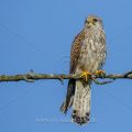 Turmfalke (Falco tinnunculus) Männchen