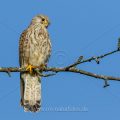 Turmfalke (Falco tinnunculus) Männchen