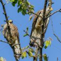 Turmfalke (Falco tinnunculus) Männchen und Weibchen