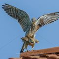 Turmfalke (Falco tinnunculus) Paarung