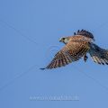 Turmfalke (Falco tinnunculus) Männchen