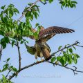 Turmfalke (Falco tinnunculus) Paarung