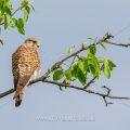 Turmfalke (Falco tinnunculus) Weibchen