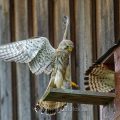 Turmfalke (Falco tinnunculus) Männchen und Weibchen am Nistkasten