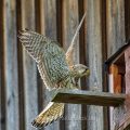 Turmfalke (Falco tinnunculus) Männchen landet am Nistkasten