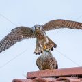 Turmfalke (Falco tinnunculus) nach der Paarung