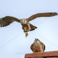Turmfalke (Falco tinnunculus) nach der Paarung