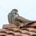 Turmfalke (Falco tinnunculus) Männchen und Weibchen