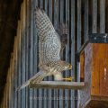 Turmfalke (Falco tinnunculus) Männchen landet am Nistkasten