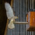 Turmfalke (Falco tinnunculus) Männchen landet am Nistkasten