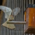 Turmfalke (Falco tinnunculus) Männchen landet am Nistkasten