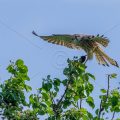 Turmfalke (Falco tinnunculus) Männchen mit Beute