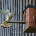 Turmfalke (Falco tinnunculus) Männchen landet am Nistkasten