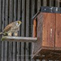 Turmfalke (Falco tinnunculus) Männchen am Nistkasten