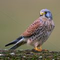 Turmfalke (Falco tinnunculus) Männchen