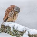 Turmfalke (Falco tinnunculus) Männchen bei der Gefiederpflege