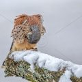 Turmfalke (Falco tinnunculus) Männchen bei der Gefiederpflege