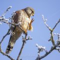 Turmfalke (Falco tinnunculus) Männchen