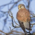 Turmfalke (Falco tinnunculus) Männchen