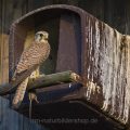 Turmfalke (Falco tinnunculus) Weibchen an Nistkasten
