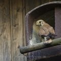 Turmfalke (Falco tinnunculus) Weibchen an Nistkasten